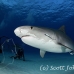 shark_tiger_ft_lbb_h_4435_bah5117.jpg